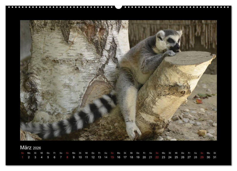 Bitte nicht stören... hier träumen Tiere (CALVENDO Premium Wandkalender 2026)