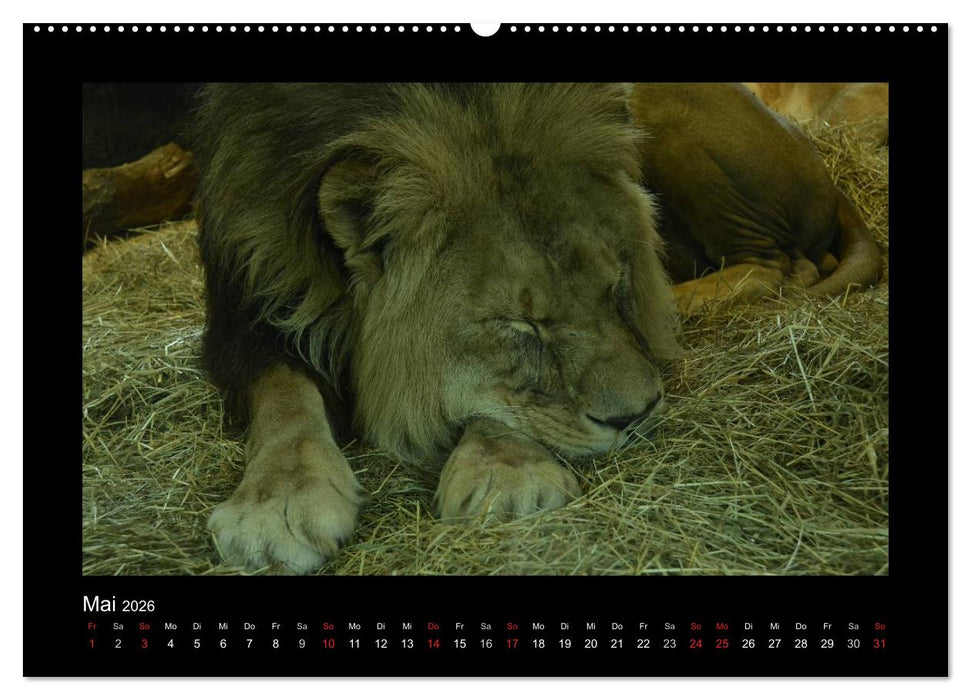 Bitte nicht stören... hier träumen Tiere (CALVENDO Premium Wandkalender 2026)