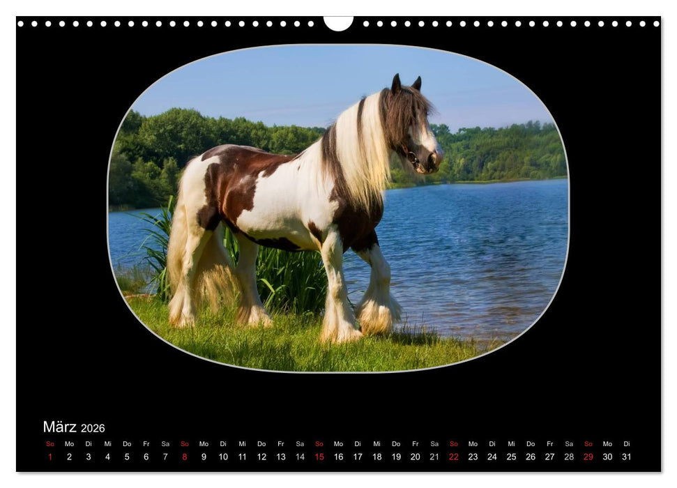Gypsy Horses (CALVENDO Wandkalender 2026)