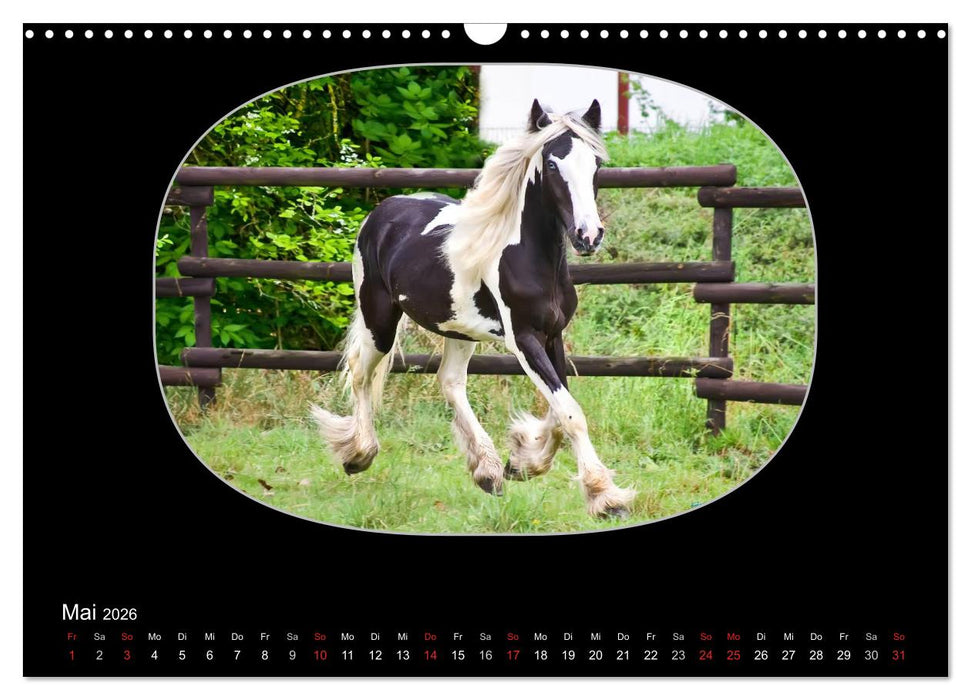 Gypsy Horses (CALVENDO Wandkalender 2026)