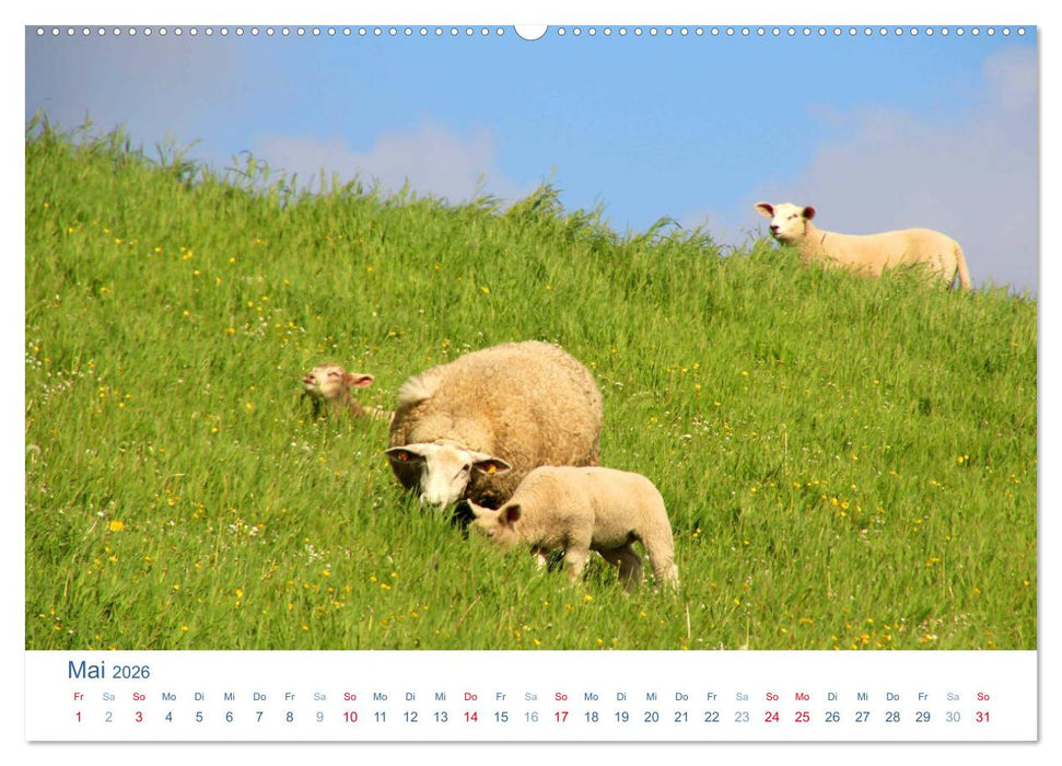 Schafe am Deich 2026. Tierische Impressionen von der Nordseeküste (CALVENDO Premium Wandkalender 2026)