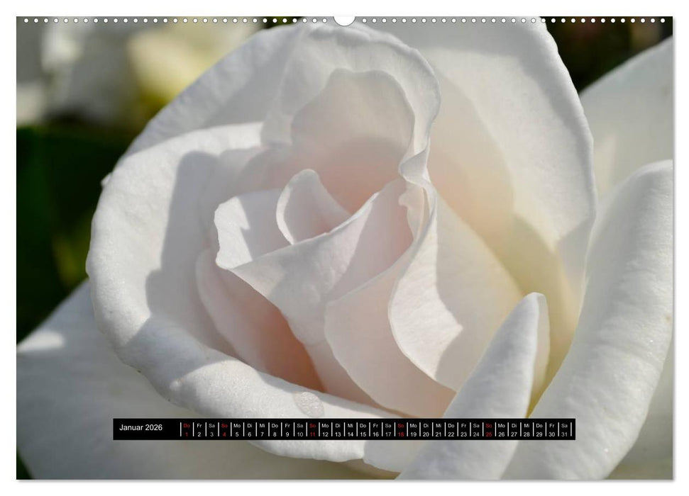 Rosen - Parade (CALVENDO Premium Wandkalender 2026)
