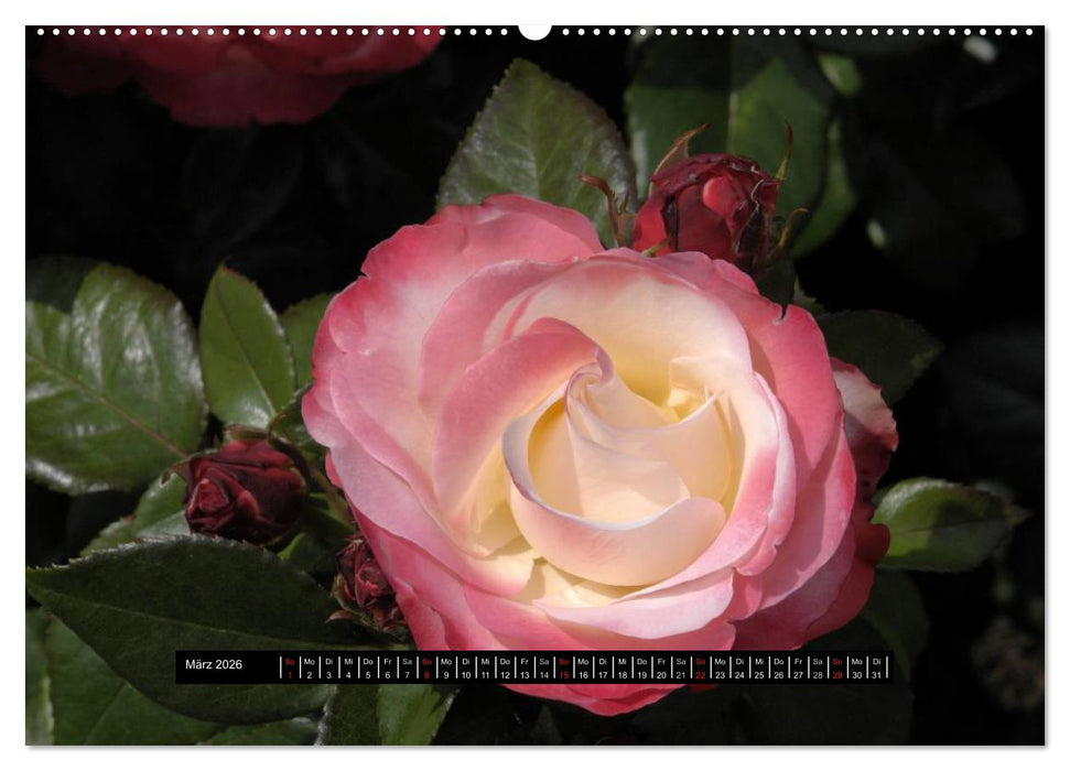 Rosen - Parade (CALVENDO Premium Wandkalender 2026)