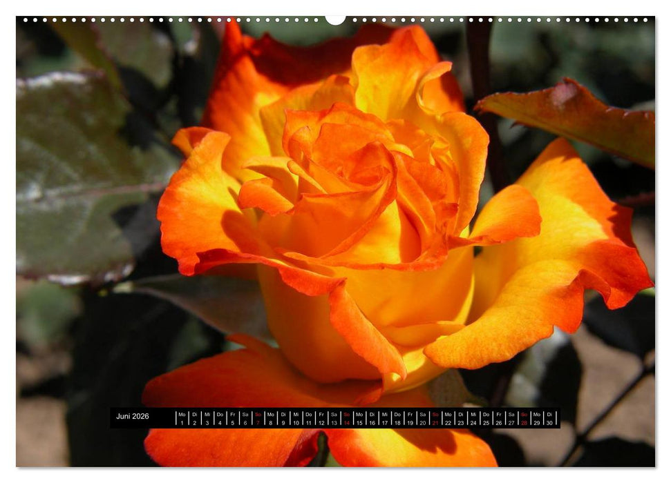 Rosen - Parade (CALVENDO Premium Wandkalender 2026)
