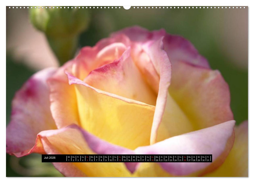 Rosen - Parade (CALVENDO Premium Wandkalender 2026)