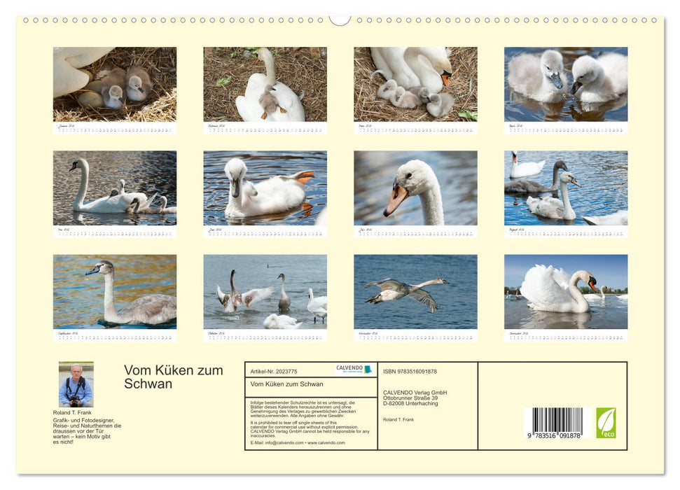 Vom Küken zum Schwan (CALVENDO Premium Wandkalender 2026)