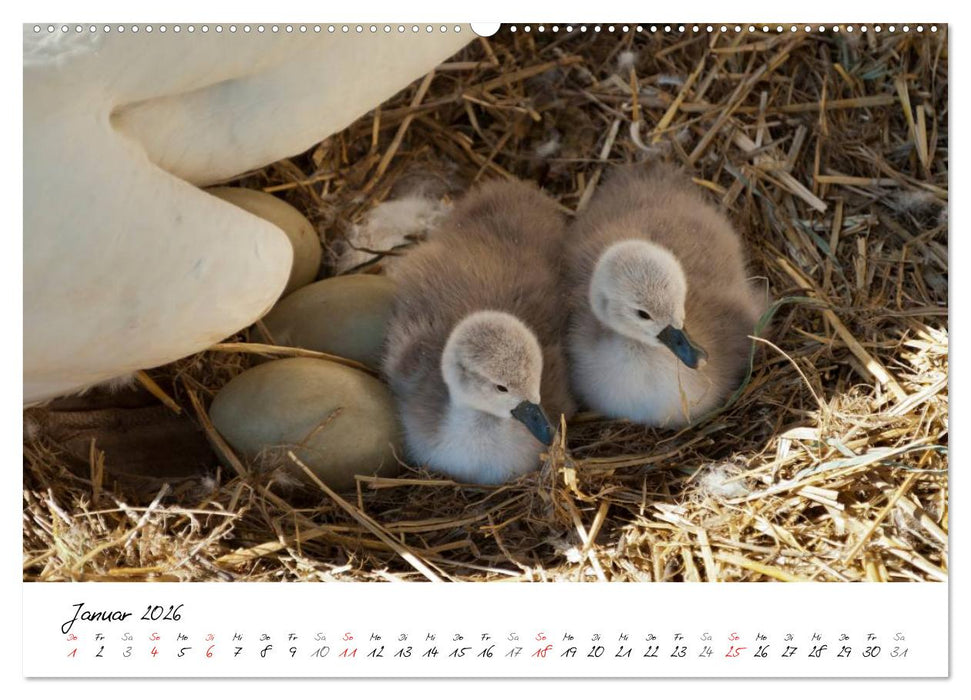 Vom Küken zum Schwan (CALVENDO Premium Wandkalender 2026)