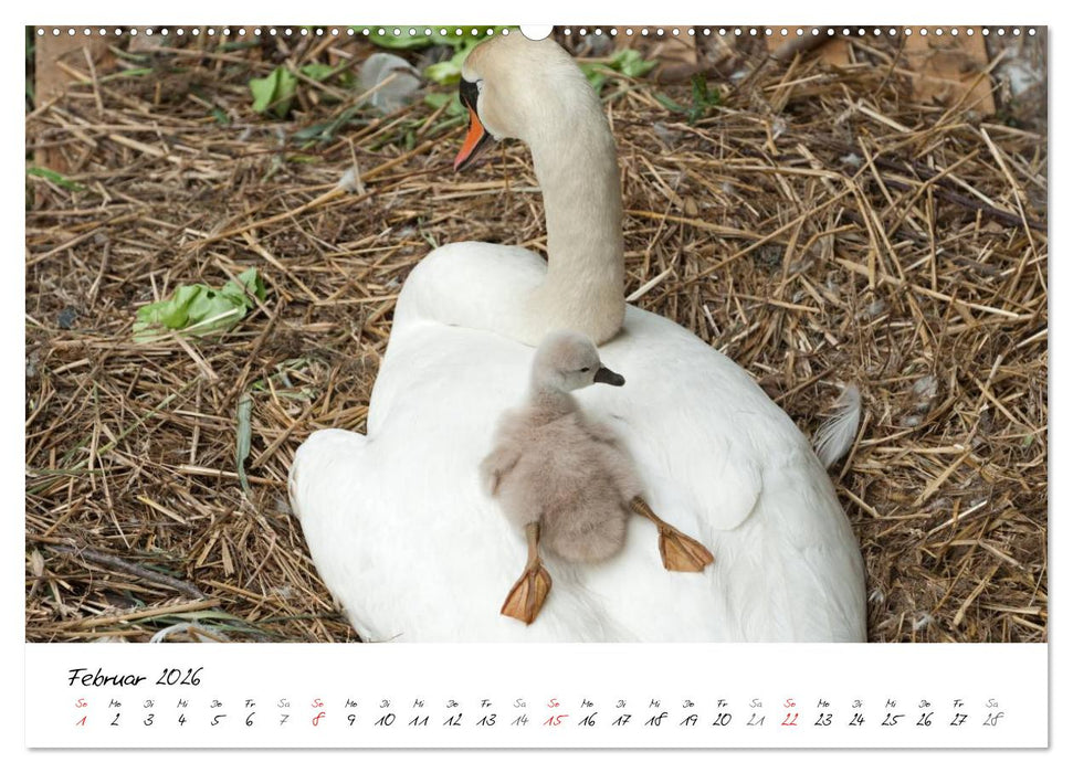 Vom Küken zum Schwan (CALVENDO Premium Wandkalender 2026)