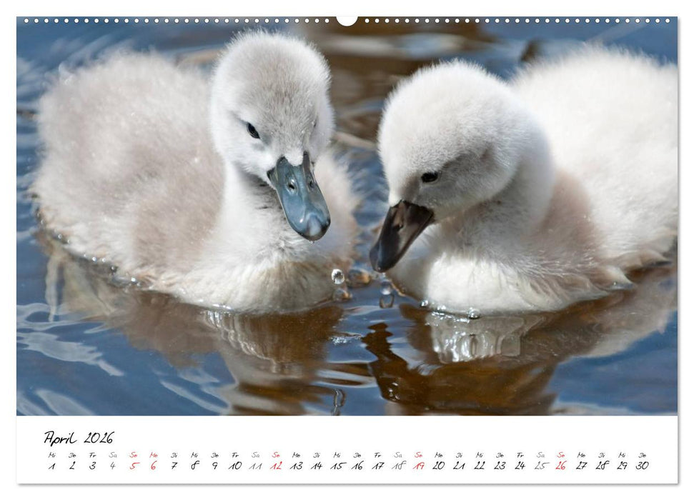 Vom Küken zum Schwan (CALVENDO Premium Wandkalender 2026)