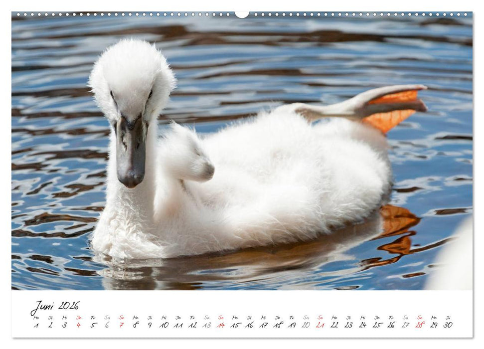 Vom Küken zum Schwan (CALVENDO Premium Wandkalender 2026)