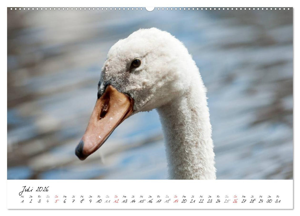 Vom Küken zum Schwan (CALVENDO Premium Wandkalender 2026)