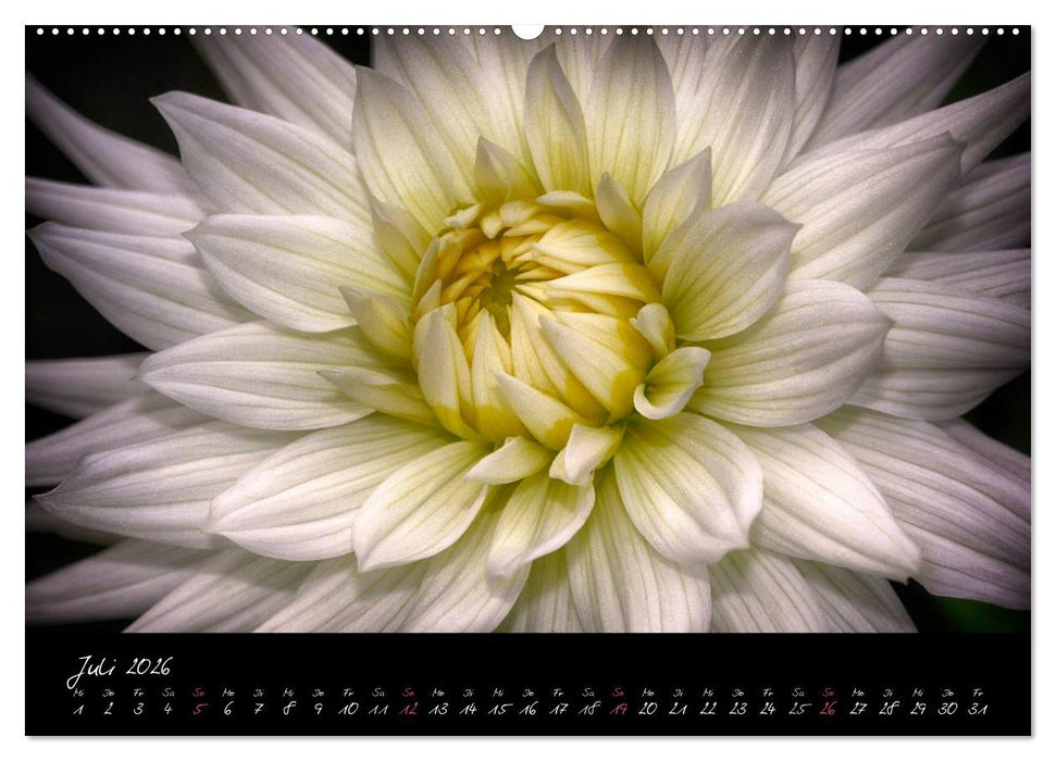 Serenade - Visuelle Musik der Blumen (CALVENDO Premium Wandkalender 2026)
