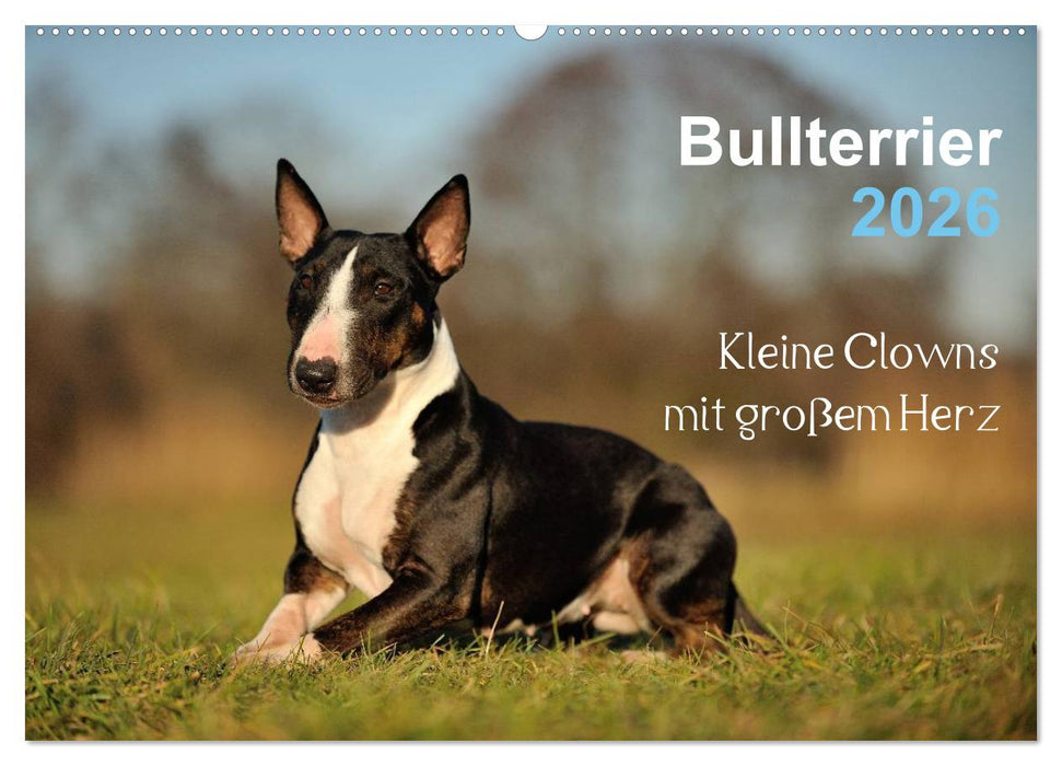 Bullterrier 2026 - Kleine Clowns mit großem Herz (CALVENDO Wandkalender 2026)