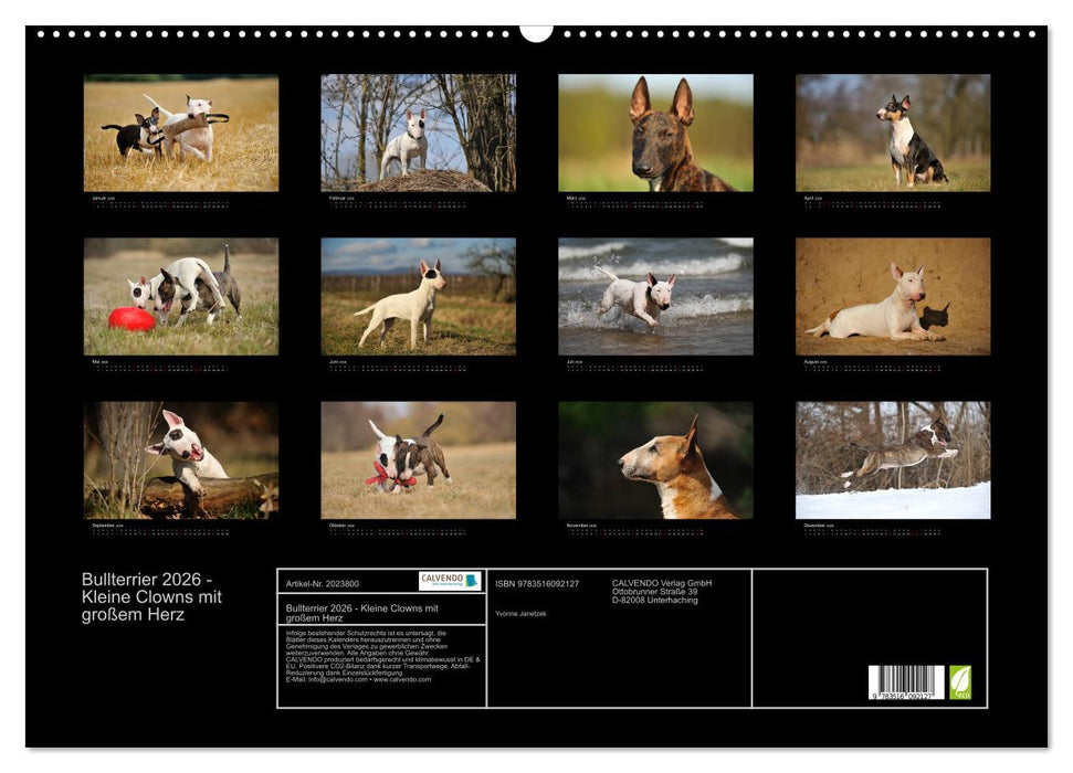 Bullterrier 2026 - Kleine Clowns mit großem Herz (CALVENDO Wandkalender 2026)