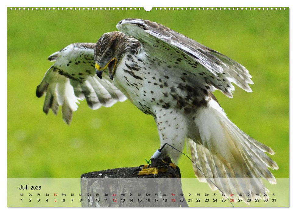 Falken und Greifvögel. Edle Jäger (CALVENDO Premium Wandkalender 2026)
