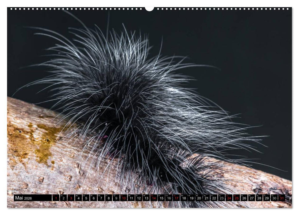 Raupen - Skurrile Verwandlungskünstler (CALVENDO Wandkalender 2026)