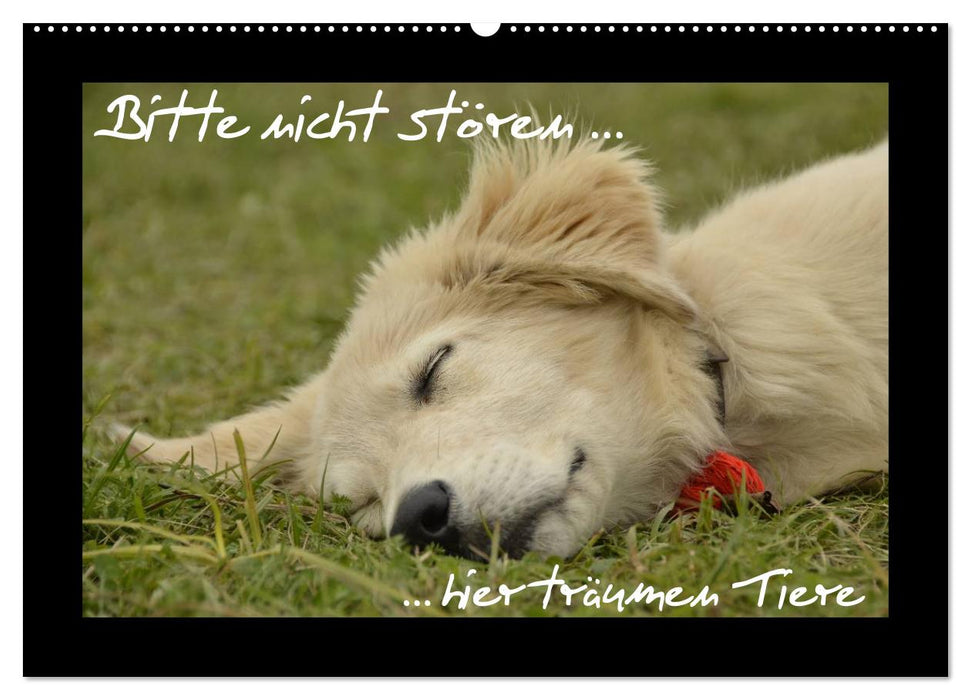 Bitte nicht stören... hier träumen Tiere (CALVENDO Wandkalender 2026)