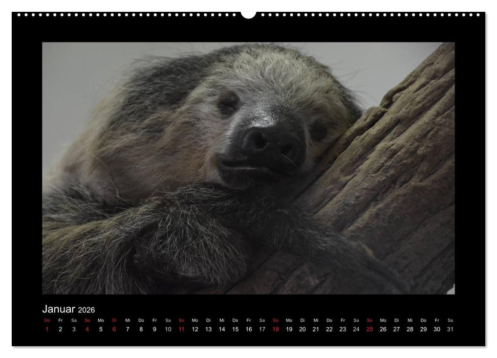 Bitte nicht stören... hier träumen Tiere (CALVENDO Wandkalender 2026)