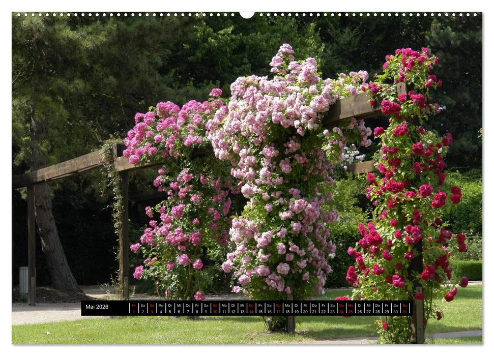 Rosen - Parade (CALVENDO Wandkalender 2026)