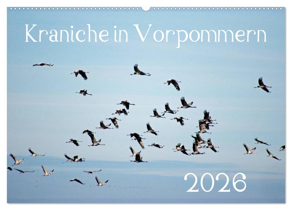 Kraniche in Vorpommern (CALVENDO Wandkalender 2026)