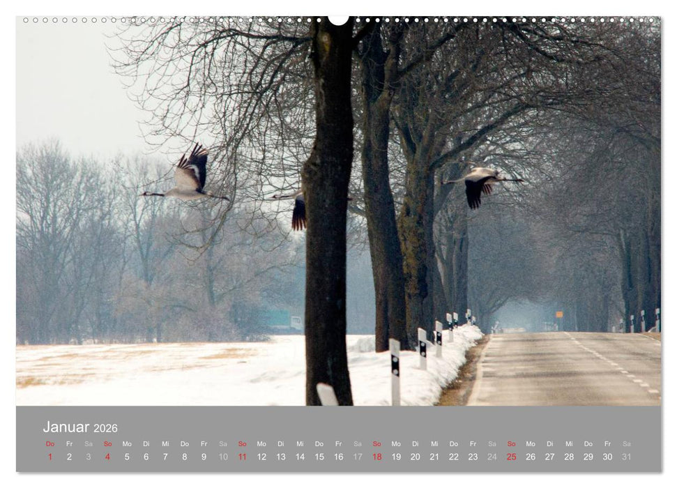 Kraniche in Vorpommern (CALVENDO Wandkalender 2026)