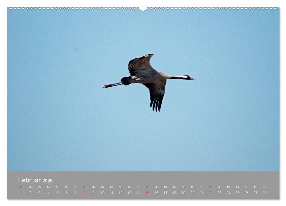 Kraniche in Vorpommern (CALVENDO Wandkalender 2026)