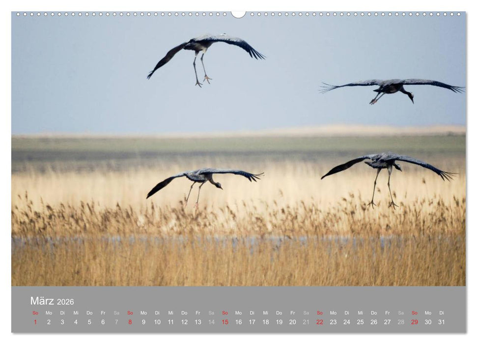 Kraniche in Vorpommern (CALVENDO Wandkalender 2026)