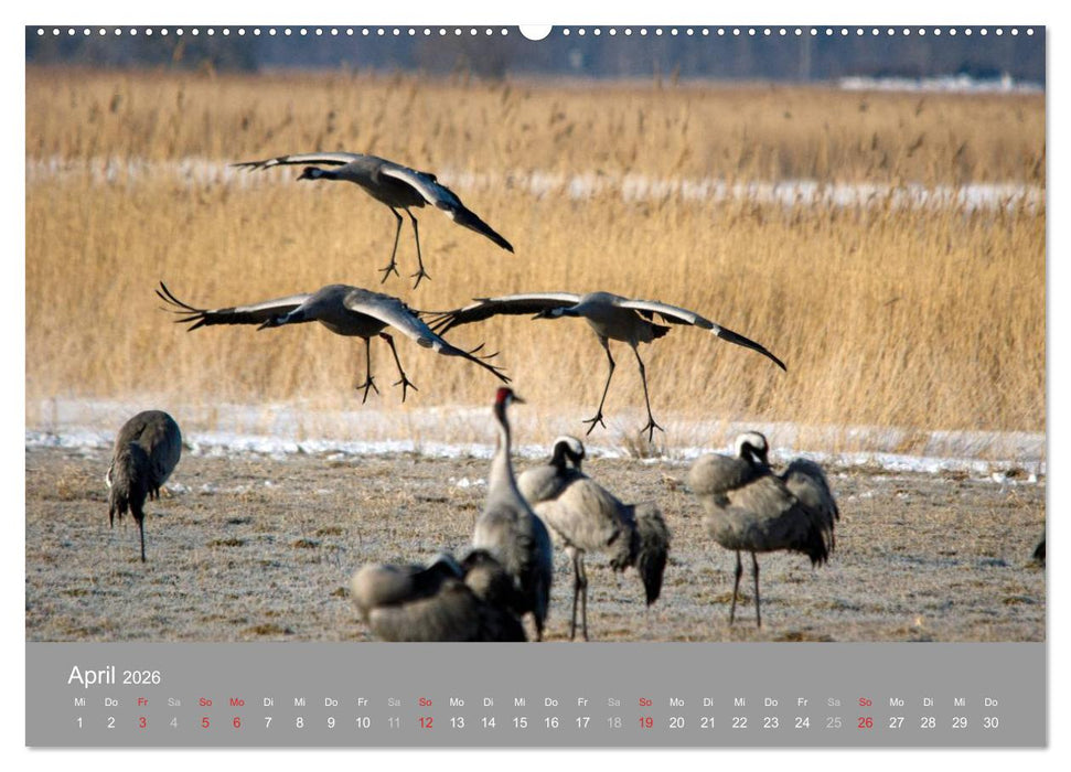 Kraniche in Vorpommern (CALVENDO Wandkalender 2026)