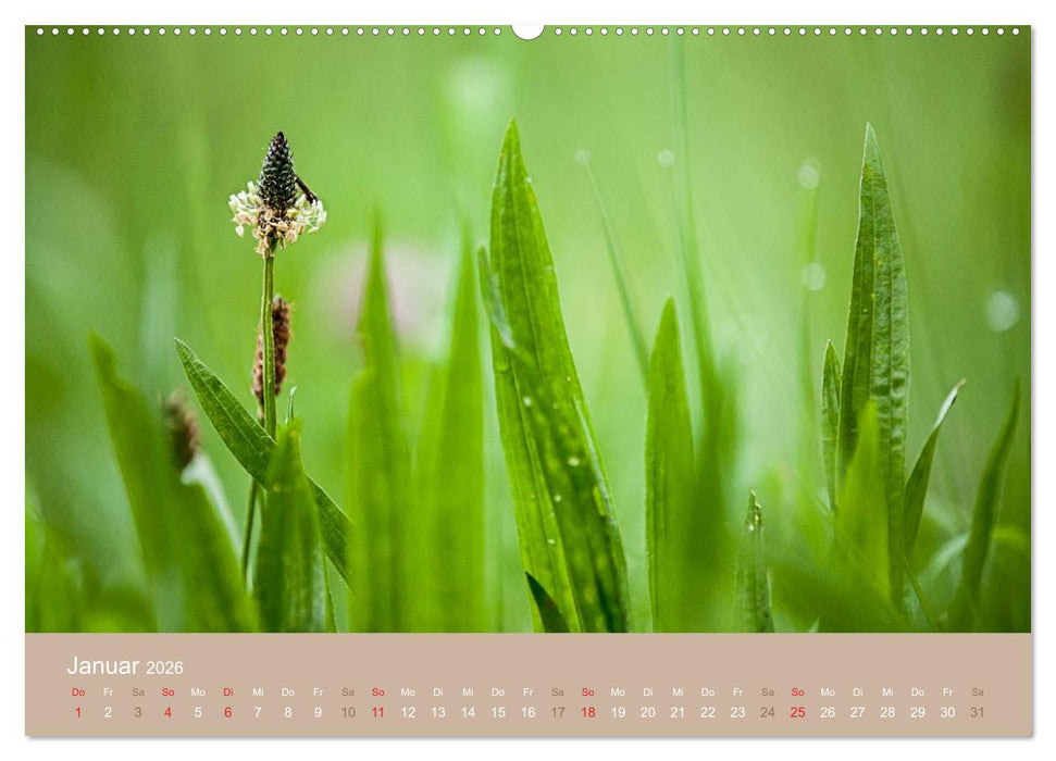 WILDE NAHRUNG (CALVENDO Wandkalender 2026)