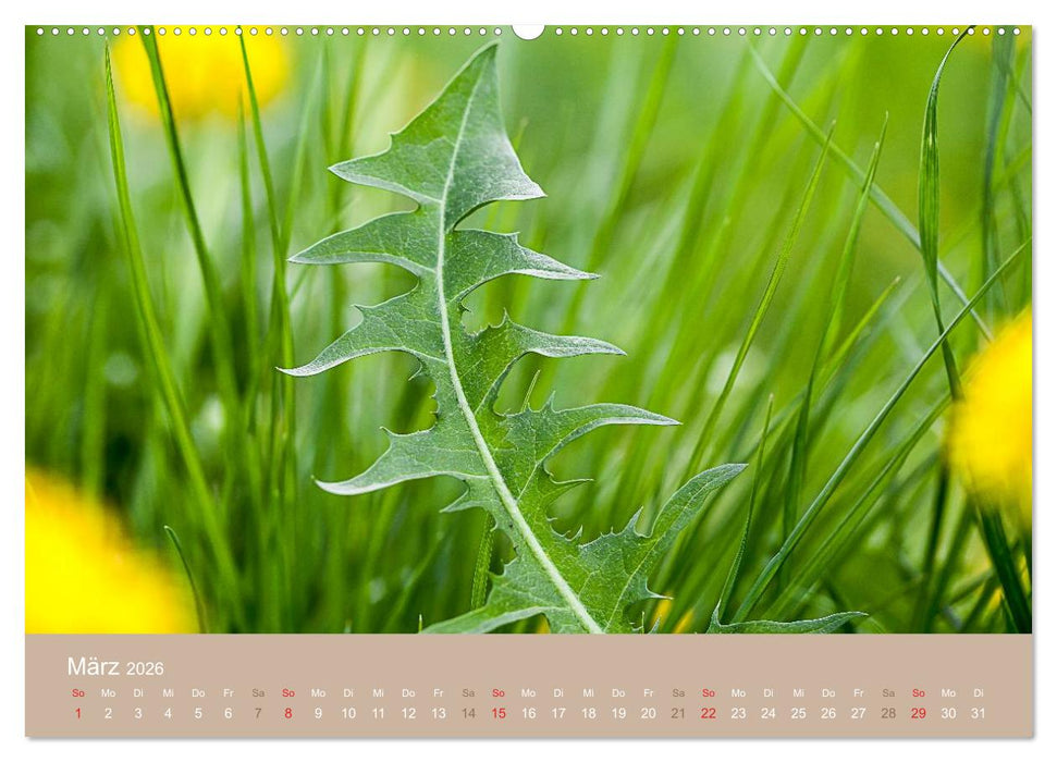 WILDE NAHRUNG (CALVENDO Wandkalender 2026)