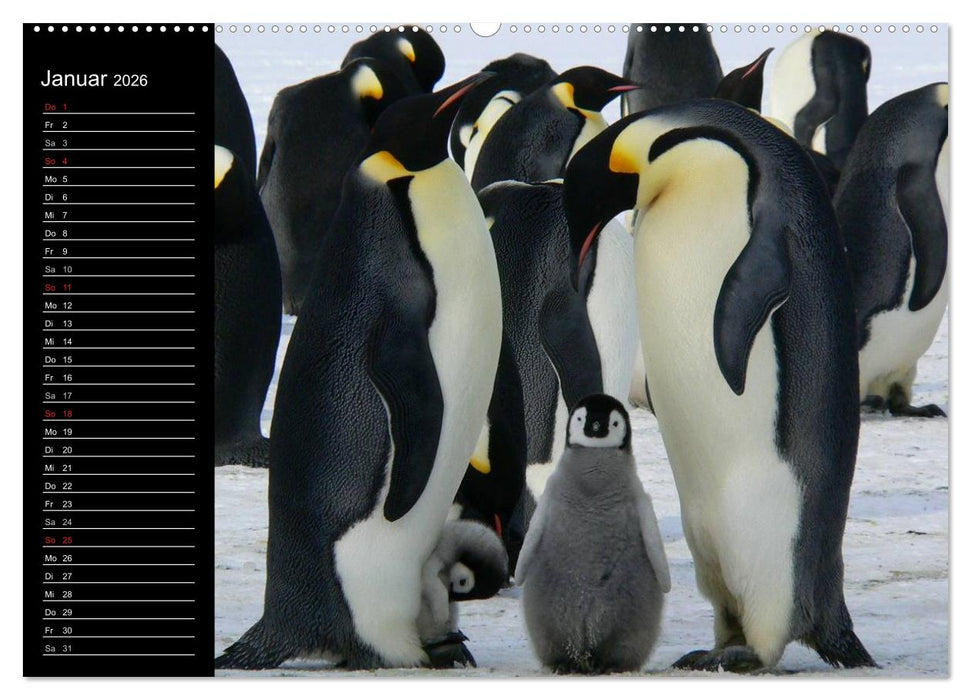 Pinguine - Kaiser- und Königspinguine (CALVENDO Premium Wandkalender 2026)