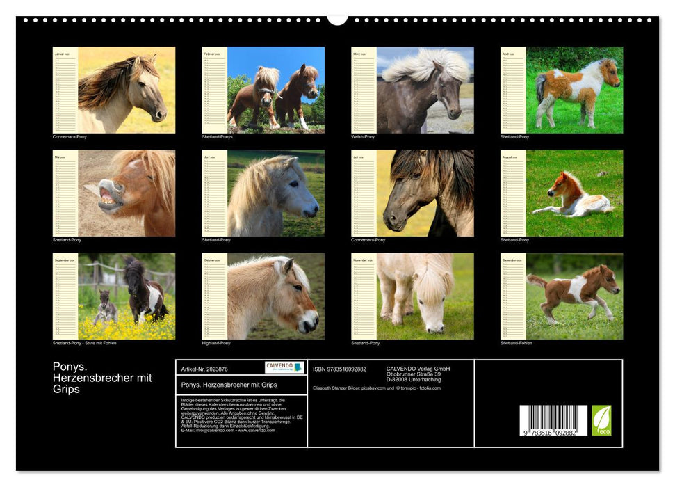 Ponys. Herzensbrecher mit Grips (CALVENDO Premium Wandkalender 2026)