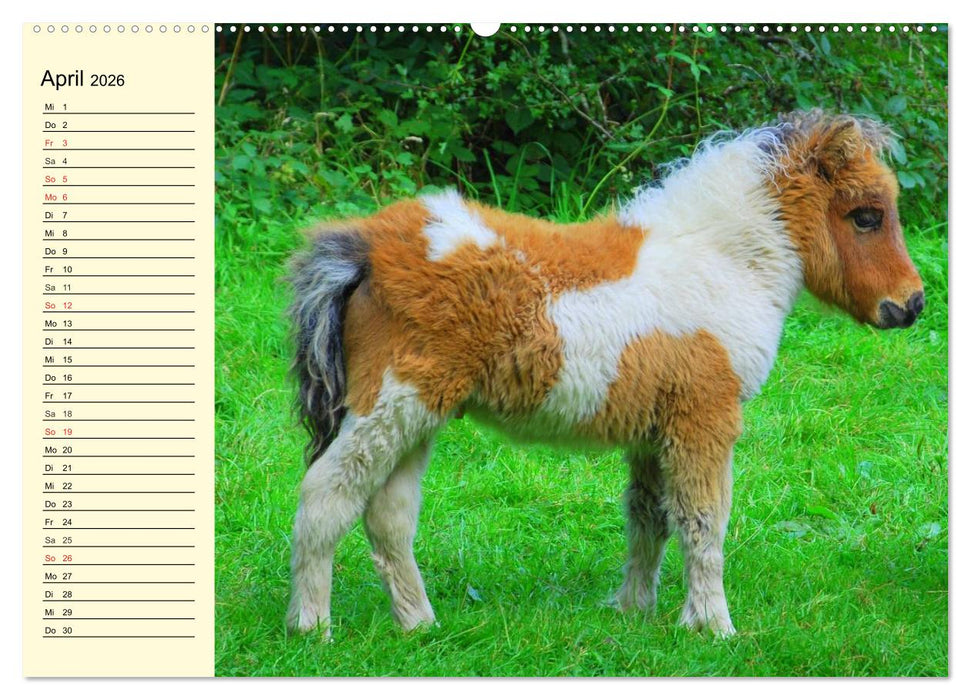 Ponys. Herzensbrecher mit Grips (CALVENDO Premium Wandkalender 2026)
