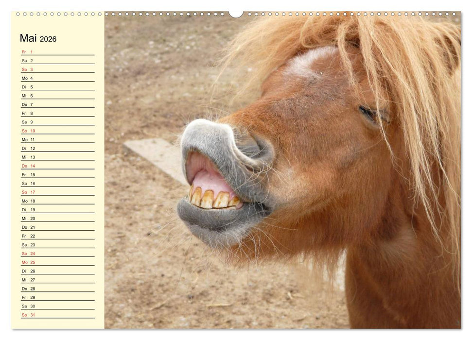 Ponys. Herzensbrecher mit Grips (CALVENDO Premium Wandkalender 2026)
