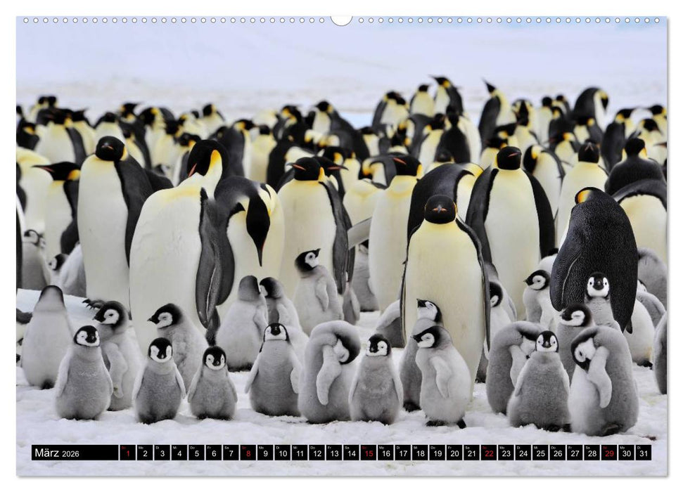 Pinguine - Watscheln im festlichen Kleid (CALVENDO Premium Wandkalender 2026)