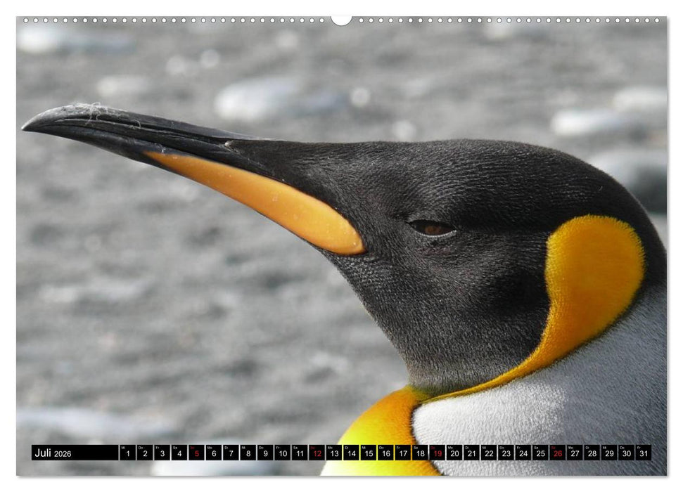 Pinguine - Watscheln im festlichen Kleid (CALVENDO Premium Wandkalender 2026)