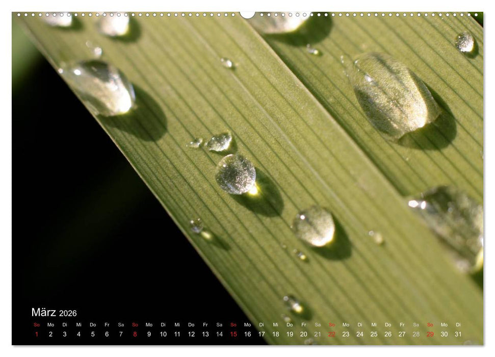 Der vegane Küchenkalender (CALVENDO Premium Wandkalender 2026)