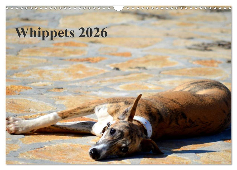 Whippet 2026 (CALVENDO Wandkalender 2026)