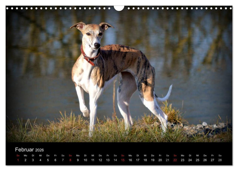 Whippet 2026 (CALVENDO Wandkalender 2026)