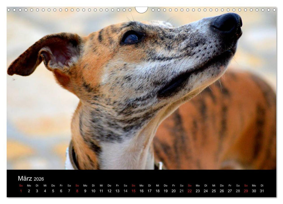 Whippet 2026 (CALVENDO Wandkalender 2026)