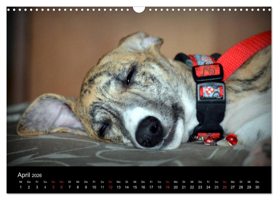Whippet 2026 (CALVENDO Wandkalender 2026)