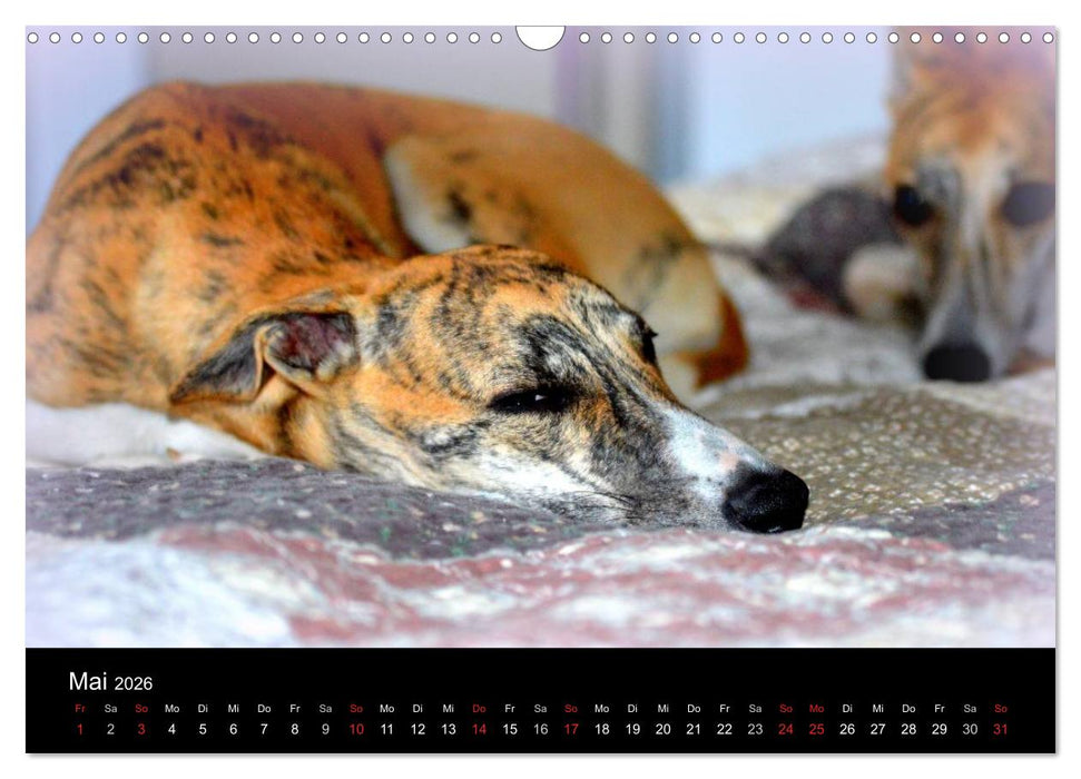 Whippet 2026 (CALVENDO Wandkalender 2026)