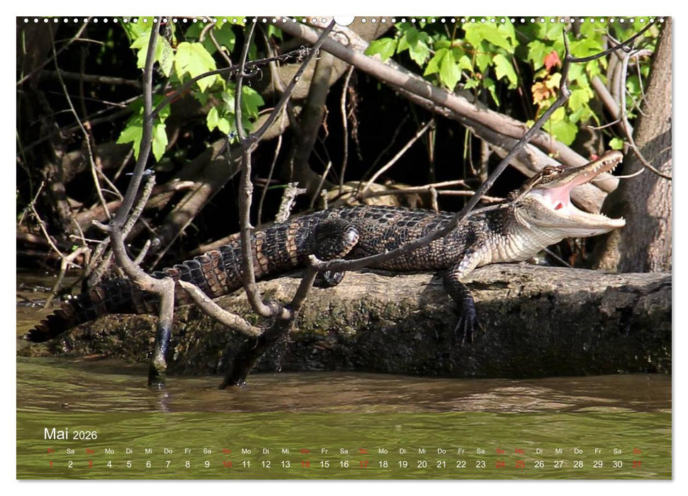 Alligatoren und Co. (CALVENDO Wandkalender 2026)
