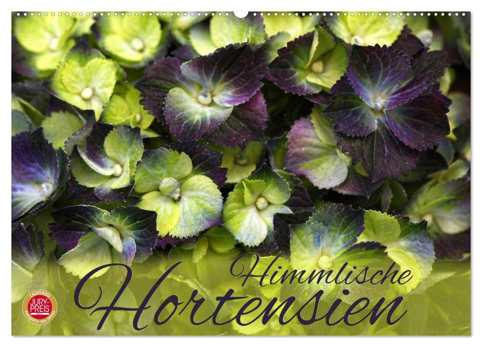 Himmlische Hortensien (CALVENDO Wandkalender 2026)