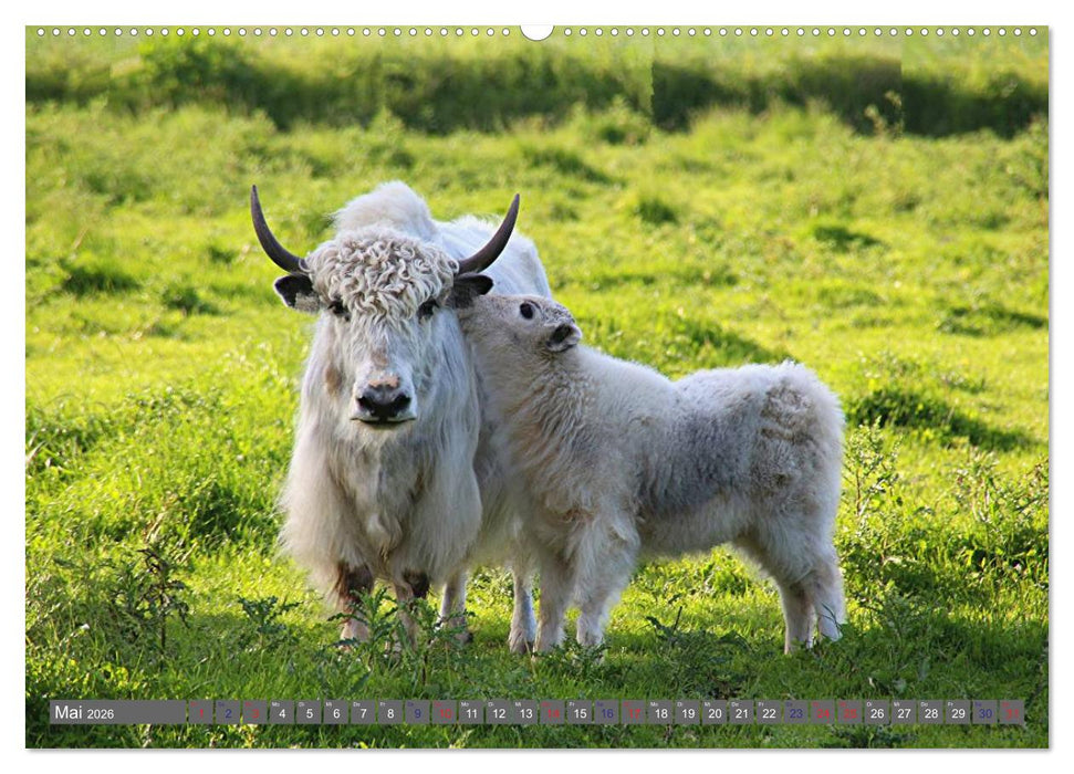 Der Yak (CALVENDO Premium Wandkalender 2026)