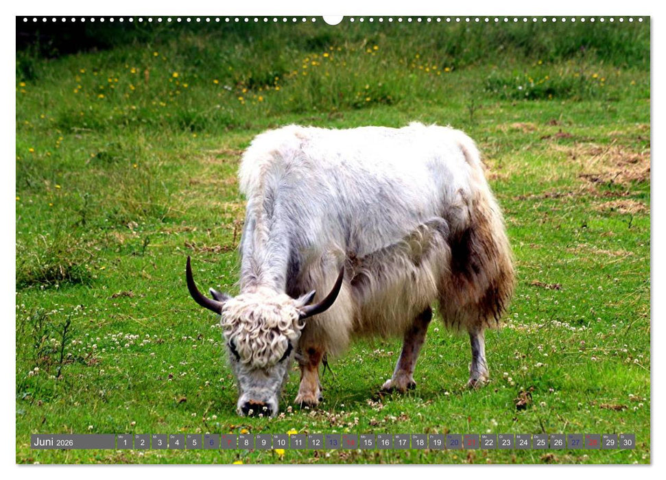 Der Yak (CALVENDO Premium Wandkalender 2026)