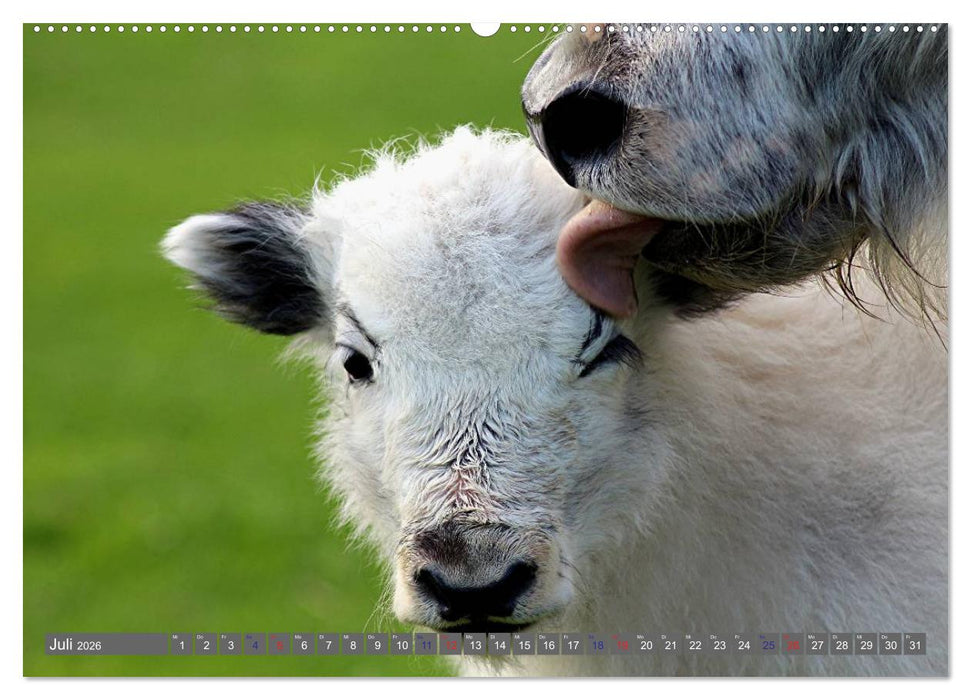 Der Yak (CALVENDO Premium Wandkalender 2026)