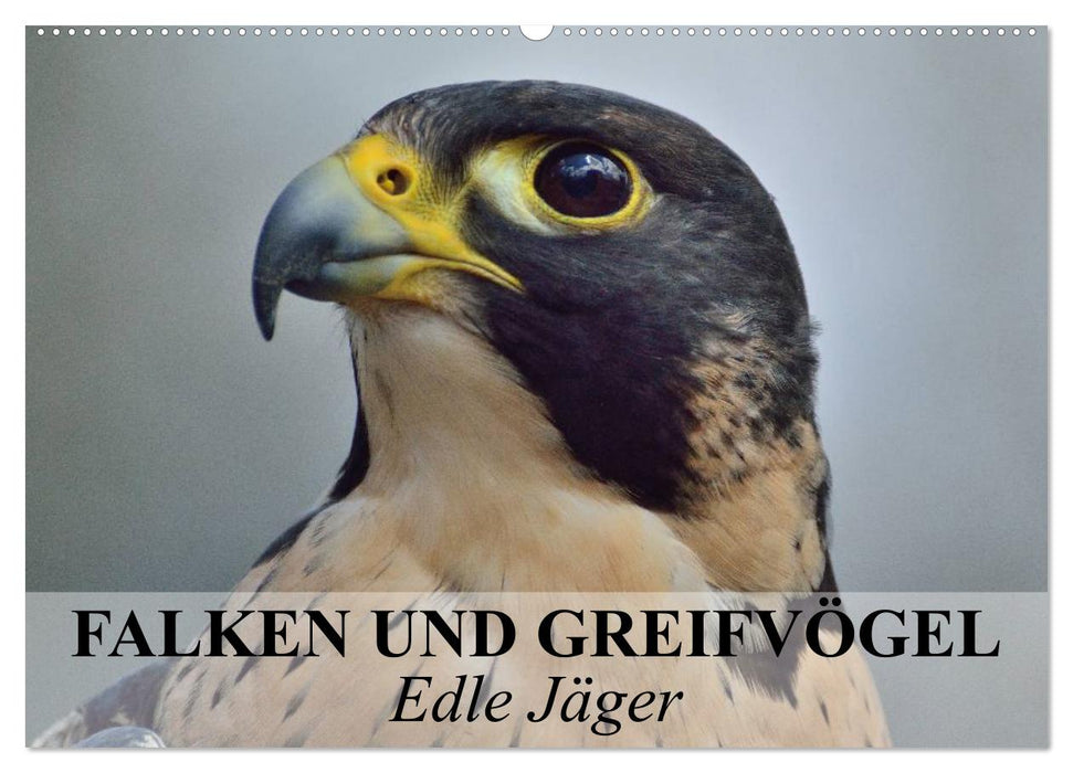 Falken und Greifvögel. Edle Jäger (CALVENDO Wandkalender 2026)