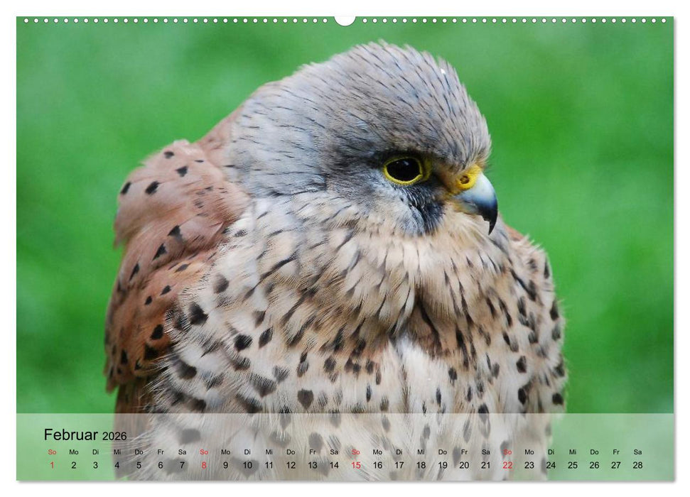 Falken und Greifvögel. Edle Jäger (CALVENDO Wandkalender 2026)