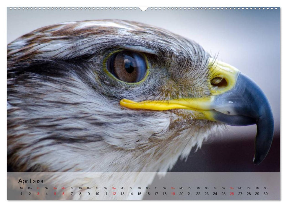 Falken und Greifvögel. Edle Jäger (CALVENDO Wandkalender 2026)